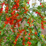 Goji Berry Plant Live, Goji Berries Tree Bush Size 3-6" Tall No Pot, Cold Hardy Fruit Plant for Home Garden, No CA
