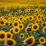 Sets 2 Sunflower Plants Live for Planting, Very Fast-Growing for Full Sun, Year Round Blooming, 3-5" in Tall