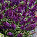 2 Vibrant Buddleia Butterfly Bush Plants Live, Butterfly Bushes Plant for Outdoor Garden, 5 to 9 Inch Tall Perennial Coloful Flowers Plant, No Pot (Black-Purple)