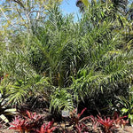 Palm Tree Live Plant, Fully Rooted in 3 Gallon Pot, Rare Tropical Plant Live for Indoor or Outdoor Growing, Seashore