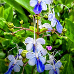 Blue Butterfly Clerodendrum Plant Live, 5-9" Tall Tropical Flowering Shrub, Clerodendrum Vine
