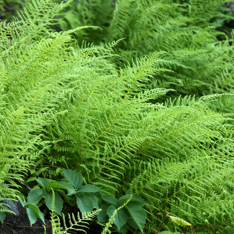 Live Hay Scented Fern Plants, 5 Fern Roots Outdoor Between 4 and 6 Inc Tall