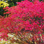 5 Dwaft Burning Bush Shrub Live Plant Bare Roots, 6 to 10 Inc Tall, Bare Roots