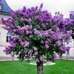 2 Pots Lilac Live Shrub Plant, Hardy Fragrant Flowering Bush for Outdoor Planting, 6-12 Inch Tall (Purple)