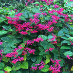 Set 2 Clerodendrum Bleeding Heart Plants Live, Clerodendrum Bleeding Heart Vine, Bell Shaped Flowers (Red Purple Bleeding Heart)