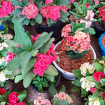 Set 2 Asorted Euphorbia Milii Plants, Crown of Thorns Live Plant, 5-8 Inc Tall, Hardy Euphorbia Flowering Houseplants