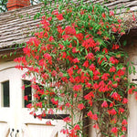 2 Major Wheeler Honeysuckle Plants Live for Planting, Fragrant, Easy to Grow, Perfect for Landscaping, No Pot, Ideal for Trellises Fences, Climbing or Bush, Rooted Cutting 8-12", Dormant No Leaf