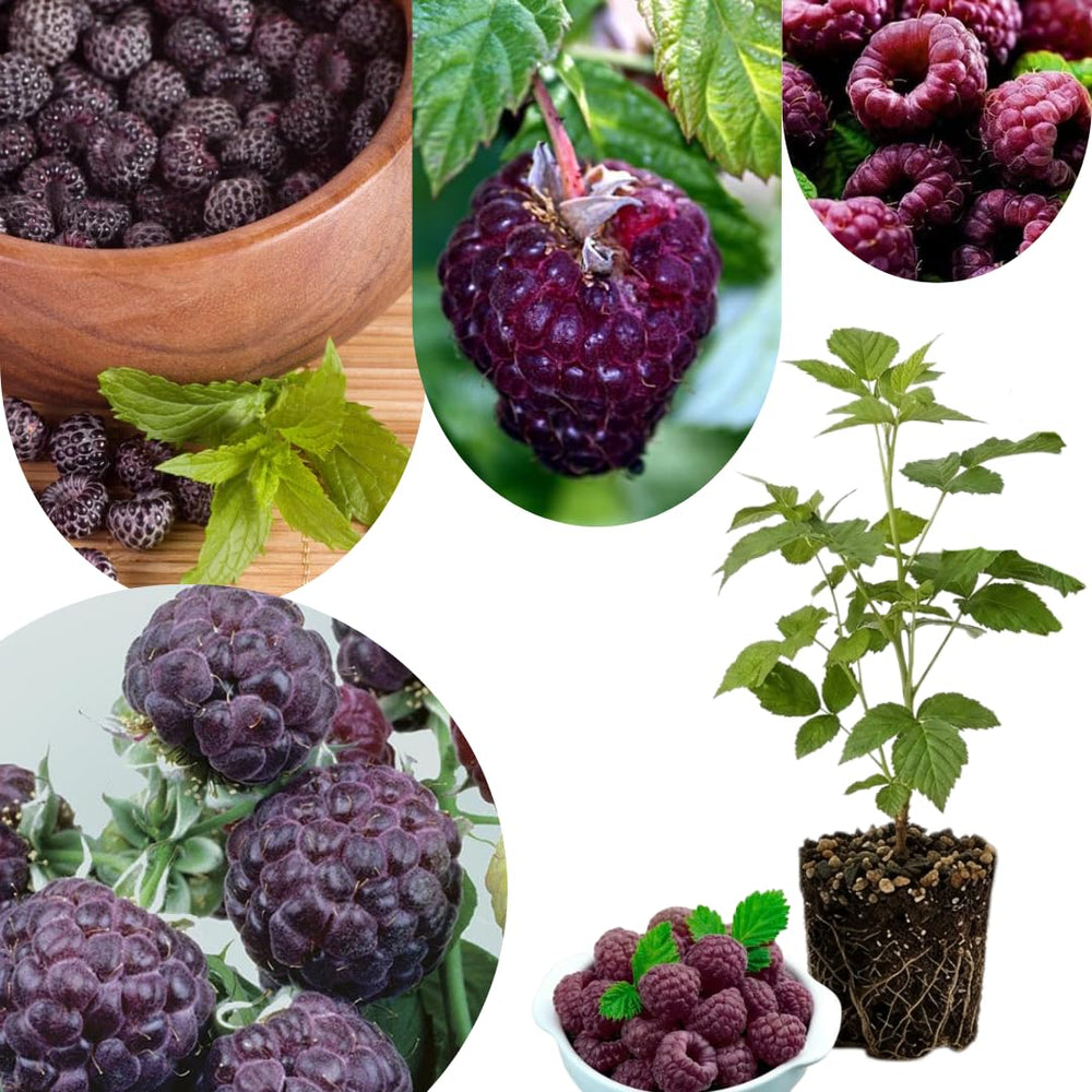 Cold Hardy Raspberry Plants Live for Planting, 6-8 Months Old Raspberry Bushes Live Plant, 5-9" Ready to Plant, Dormant in Winter, Glencoe Variety