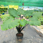 Colocasia Elephant Ears Live Plant, Alocasia Plant, Esculenta Taro Live Houseplant, 5-7 Inc Tall (Green Black Leaf and Stem)