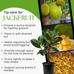 Live Sweet Jackfruit Tree in 2 to 3 Feet Tall, Yellow Jackfruit Plant One Gallon Pot, Well Rooted Jack Fruit Plant Seedling for Planting