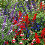 3 Mixed Salvia Sage Plants 4–7" Tall, Perennial Live Flowering Garden Plants for Outdoor Growing, Vibrant Salvia Plant Starter