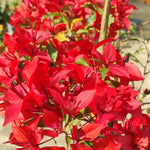 3 Bougainvillea Vine Plants, Bougainvillea Plants Live for Outdoor Landscaping and Containers, 4-7 Inch Tall Well-Rooted, No Pot (Double Red Bougainvillea)