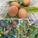 Live Sapodilla Plant 6-10 Inches Tall, Tropical Sapota Fruit Tree in Half Gallon Pot for Planting in Gardens