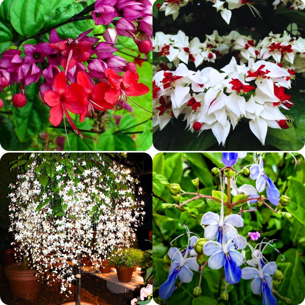 Pack 4 Clerodendrum Bleeding Heart Plants Live, 5-10 Inch Tall, Clerodendrum Bleeding Heart Vine, Bell Shaped Flowers (Mixed Clerodendrum)