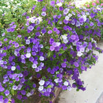 2 Packs Brunfelsia Plants 5-8" Tall, Yesterday, Today, Tomorrow Flowering Shrub, Live Plant for Indoor and Outdoor Gardening, Color-Changing Blooms