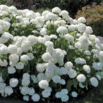 Old Snowball Viburnum Plant Live 4" Pot, Fragrant White Blooming Shrub 6-10 Inches, Viburnum Bush Ready to Grow