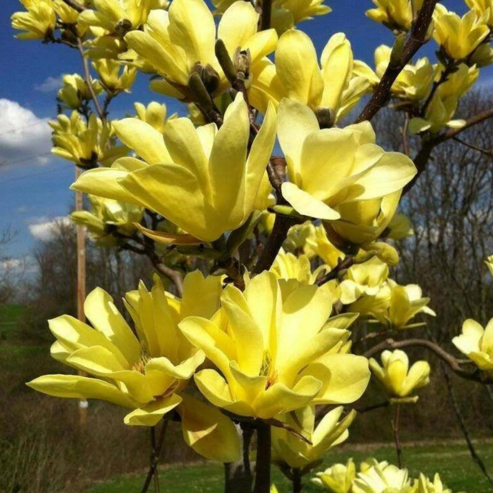 Magnolia Tree Live Plant 6 to 12 Inch Height, Fragrant Magnolia Plant Live to Grow, Magnolia Bush Flowers (Yellow Magnolia)