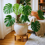 Set 2 Monstera Deliciosa Plants Live, Live Green Monstera Houseplants, Monstera Plant from 5 Inc Tall