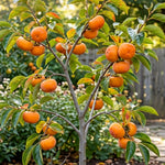 Persimmon Tree Seedling, 1-2 Ft Tall