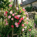 2 Pink Mandevilla Plants Live 4–7" Tall, Live Mandevilla Flowering Tropical Vines for Patio, Containers and Backyard Landscaping