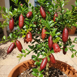 Red Finger Lime Tree Live Plant, Rare Citrus Fruit Tree from 1–2 Feet Tall in 3 Gallon Pot, Ready for Indoor Outdoor Planting
