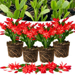 4 Christmas Cactus Plants Live, 5-9 Inch Tall (Red)