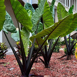 Pack 2 Black Stem Alocasia Live Plant for Planting, Indoor Houseplant Alocasia Plant Live, 5 to 7 Inc Tall, Bare Root, Alocasia Colocasia Taro Plant for Ornamental Plants