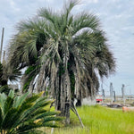 Live Palm Tree Plant in 3 Gallon Pot, No CA, Large Fully Rooted Size, Ready to Plant for Home Décor Indoor Outdoor Landscape, Rare Palm Trees, Jelly Palm