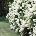 Hydrangea Plant Live Tree Dormant in Winter, Vibrant Color Bloom, 5-11" Well-Rooted Hydrangea Shrub Bush for House Planting Outdoor (White Flower)