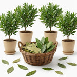 Laurus Nobilis Live Plant, Bay Leaf Tree, Fragrant, Bare Root, 4 to 7 Inc Well-Rooted, Bay Laurel Sweet Bay Live Plant for Planting