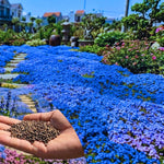 100+ Creeping Thyme Seeds, Blue Creeping Thyme Seeds Ground Cover for Landscaping, Vibrant Blooms Garden Seed