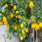 Meyer Lemon Tree Plant Live Starter Size 2-4" in Tall in 4" Pot, Yellow Lemon Lime Citrus Fragrant for Outdoor Indoor Planting