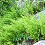 20 Hay Scented Fern Rhizomes for Planting, Fern Roots Outdoor