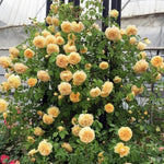 Starter Climbing Roses Live Plants, Rose Bushes Ready to Planting, No Pot, Cut Back, Well Rooted, 6-8 Months Old (Yellow)