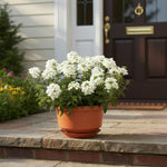 Set 2 Verbena Live Plants, Perennial Verbena Flowers, Long-Lasting, Hardy Flowering Plant for Planting (White)
