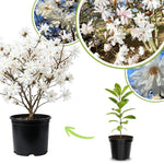 Magnolia Plant Live 6 to 12 Inches Tall, in 2.5 Inches Pot, Magnolia Tree Live Plant, Fragrant Magnolia Flowers (Star Magnolia)