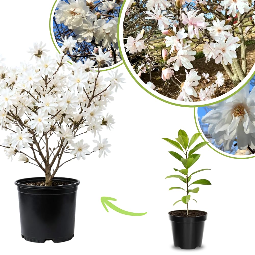 Magnolia Plant Live 6 to 12 Inches Tall, in 2.5 Inches Pot, Magnolia Tree Live Plant, Fragrant Magnolia Flowers (Star Magnolia)