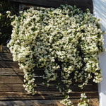 2 Jasmine Plants Live, Fragrant White Jasmine Live Plants, Fast Growing Flower Plants for Outdoor Garden, 5-7'' (Star Jasmine)