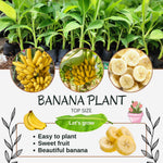 Banana Plant Live, Grand Nain Banana Tree Live Plant, Hardy Banana Fruit Seedling 4 to 8 Inch Tall, Indoor Outdoor