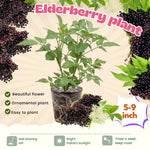 2 Elderberry Bushes Live Plants, 9 Months Old 5-9" in Tall Seedling, Elderberry Plants Live for Planting, Cold Hardy, Zones 3-8