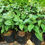 Set 2 Clerodendrum Bleeding Heart Plants Live, Clerodendrum Bleeding Heart Vine, Bell Shaped Flowers (Assorted Bleeding Heart)
