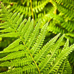 Live Hay Scented Fern Plants, 5 Fern Roots Outdoor Between 4 and 6 Inc Tall