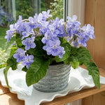 Blue Ice Streptocarpus Lady Slipper Plants in 3.25 Inch Pot, Live Flowering Houseplant for Patio, Containers and Indoor Gardening