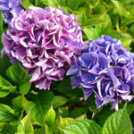 Random Hydrangea Live Plant, 4-6 Inches Tall, Hydrangea Tree Plant, Indoor Outdoor Decorative Flowering Plant, Summer Planting