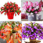 Live Random Christmas Cactus Live Plant 4–6 Inches Tall, Winter Blooming False Thanksgiving Cactus Well Rooted, Flowering Houseplant for Home and Office