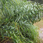 Palm Tree Plant, Live Tropical Palm Tree, Fully Rooted in 3 Gallon Pot, Ready for Outdoor Planting (Seashore Palm)