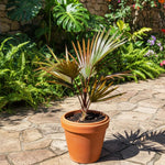 Palm Tree Plant, Live Tropical Palm Tree, Fully Rooted in 3 Gallon Pot, Ready for Outdoor Planting (Rare Red Palm)