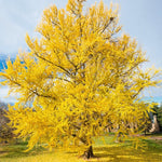 5 Ginkgo Biloba Trees Bare Roots, Yellow Ginkgo Tree Seedlings 6-12 Inches, Cold Hardy Shade Trees for Outdoor Garden
