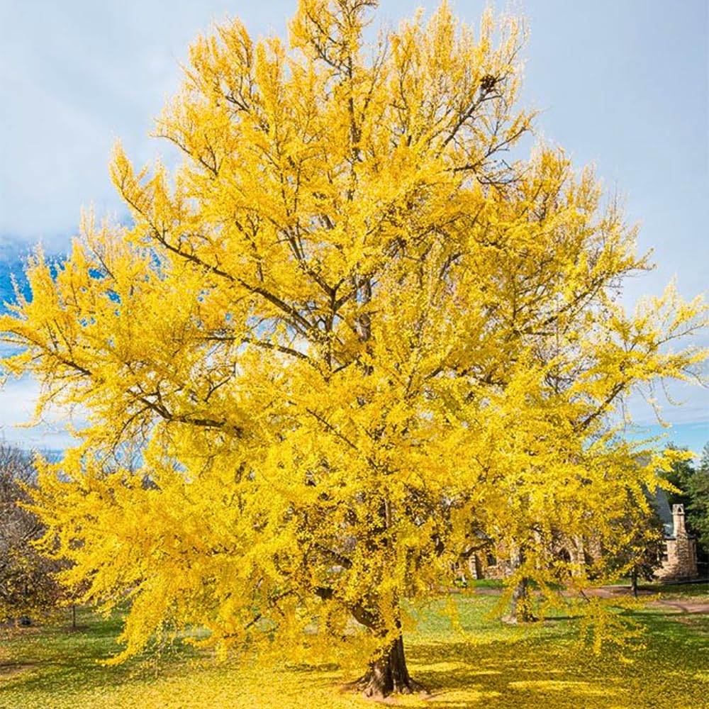 5 Ginkgo Biloba Trees Bare Roots, Yellow Ginkgo Tree Seedlings 6-12 Inches, Cold Hardy Shade Trees for Outdoor Garden