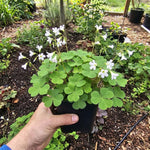 Green Oxalis Live Plant 5-10 Inches Tall, Low Light Tolerant Shamrock Foliage Plant for Garden and Container, Well Roooted Potted Plant